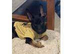 Adopt Banjo a German Shepherd Dog