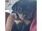 Rottweiler Puppy for sale in Monroe, LA, USA