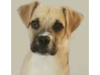 Adopt Henry D Zero a Terrier