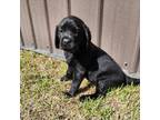 Labrador Retriever Puppy for sale in Loris, SC, USA