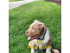 Mutt Puppy for sale in Moore, SC, USA