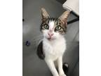 Adopt Joshua a Domestic Short Hair