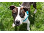 Adopt Boo a Pit Bull Terrier, Mixed Breed