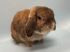 Adopt Coco a Holland Lop