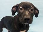 Adopt Fred a Catahoula Leopard Dog, Mixed Breed