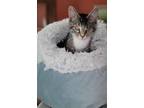 Adopt Coffee Feather a Domestic Short Hair