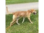 Adopt Gunther a Labrador Retriever, Yellow Labrador Retriever