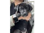 Adopt Nitro (Jasmine pup #11) a Husky, Labrador Retriever