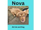 Adopt Nova (Jasmine pup #4) a Husky, Labrador Retriever