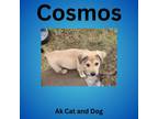 Adopt Cosmos (Jasmine pup #6) a Husky, Labrador Retriever