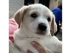 Adopt Vier a Labrador Retriever