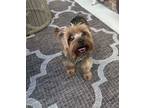Adopt Milo a Yorkshire Terrier