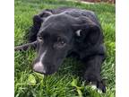 Adopt Beau a Black Labrador Retriever, Hound