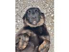 Adopt COLE a Golden Retriever, German Shepherd Dog