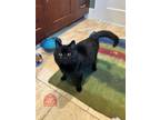 Adopt Badger a Domestic Short Hair