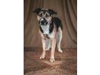 Adopt Hassel a Mixed Breed