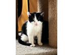Adopt Trundle a American Shorthair
