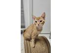 Adopt Olives : Sunflower a Domestic Short Hair