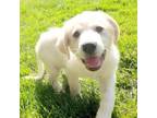 Adopt Locaweb a Great Pyrenees, Mixed Breed