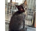 Adopt Cobra CFS 240038102_2 a Domestic Short Hair