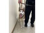 Adopt Volpe a Siberian Husky, Mixed Breed