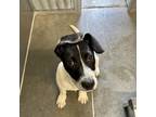 Adopt HOLSTEIN a Basset Hound, Terrier