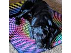 Adopt Simba a Black Labrador Retriever