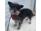 Adopt Romeo a Yorkshire Terrier, Cairn Terrier