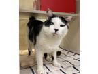 Adopt Casey's a Domestic Short Hair