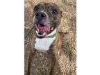 Adopt Bugsy a Boxer, Pit Bull Terrier