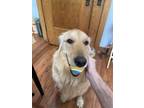 Adopt Sky a Golden Retriever, Mixed Breed