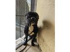 Adopt Johnny Cash a Pug