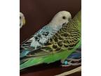 Adopt AJ a Parakeet (Other)