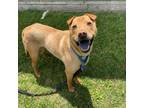 Adopt Franklin a Mixed Breed