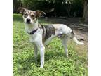 Adopt Ricki a Jack Russell Terrier