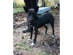 Adopt Sam a Patterdale Terrier / Fell Terrier