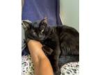 Adopt Freddie a Domestic Short Hair