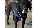 Adopt Tucker a Labrador Retriever