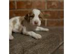 Brittany Puppy for sale in Keller, TX, USA