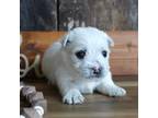 West Highland White Terrier Puppy for sale in Koshkonong, MO, USA