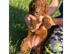 Mutt Puppy for sale in Mountain Grove, MO, USA
