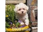 Maltese Puppy for sale in Dekalb, IL, USA