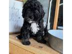 Shih-Poo Puppy for sale in Richlands, NC, USA