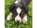 Miniature Australian Shepherd Puppy for sale in Sugarcreek, OH, USA