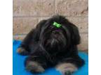 Shih Tzu Puppy for sale in San Bernardino, CA, USA