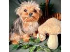 Shorkie Tzu Puppy for sale in Godwin, NC, USA