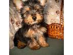 Yorkshire Terrier Puppy for sale in Godwin, NC, USA