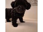 Poodle (Toy) Puppy for sale in Jamaica, NY, USA
