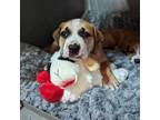 Adopt Tator Tot a Shepherd, Pit Bull Terrier