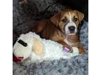 Adopt Mocha a Shepherd, Pit Bull Terrier